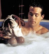 Van Wilder-Ryan Reynolds